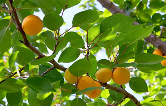 立夏吃個(gè)杏，到老沒有病